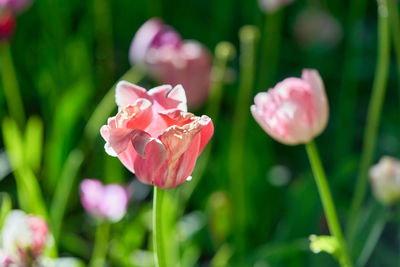 Close-up of pink flowering plant