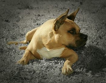 Dog resting on bed