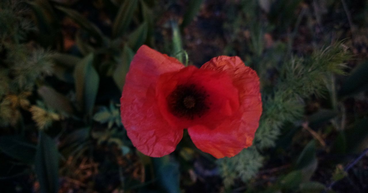 CLOSE-UP OF RED ROSE