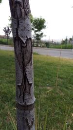 Close-up of tree trunk on field