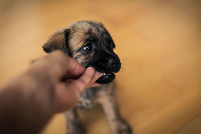 Person holding dog