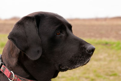 Black labrador retriever portrait 