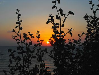 Silhouette plants against sea during sunset