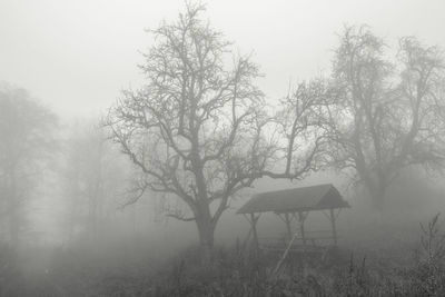 Bare trees in foggy weather