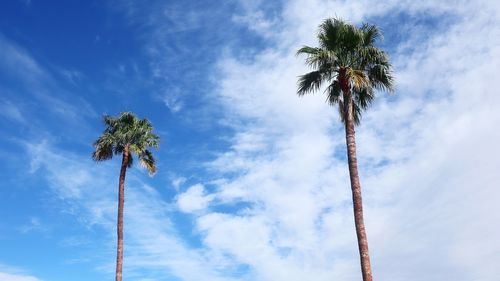 Low angle view of coconut palm tree against sky