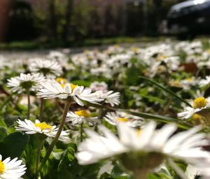 Close-up of flowers blooming outdoors