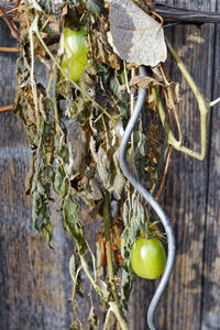 Close-up of tomatoes growing on tree