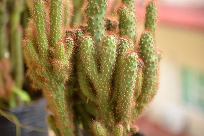 Close-up of plant