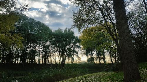 Trees in forest against sky