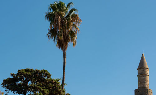 Low angle view of coconut palm tree against clear blue sky