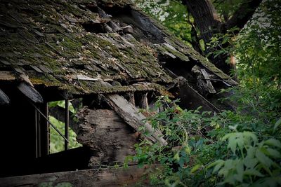 Abandoned house amidst trees in forest
