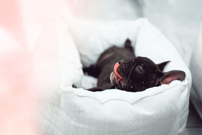 View of a dog resting on bed