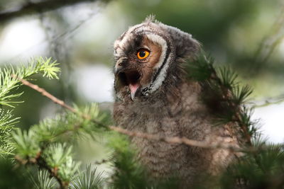 Close-up of a bird against plants