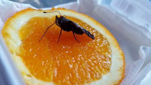 Close-up of insect on orange fruit