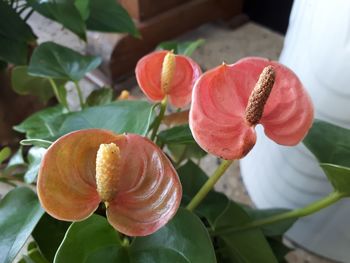 Close-up of red flowering plant