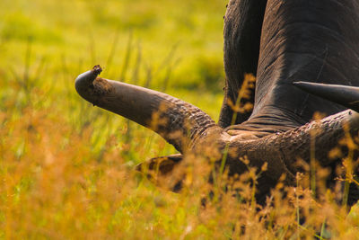 Horse grazing on field