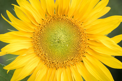 Close-up of fresh sunflower blooming outdoors
