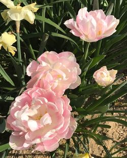 Close-up of pink flowers