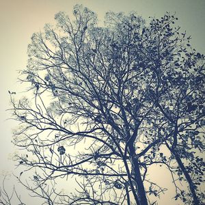 Low angle view of bare tree against clear sky