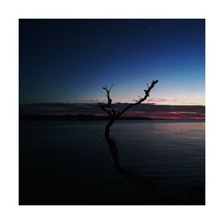 Bare tree on landscape against sea at sunset