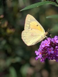 Close-up of butterfly pollinating on pink flower