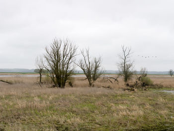 Bare trees on field against sky