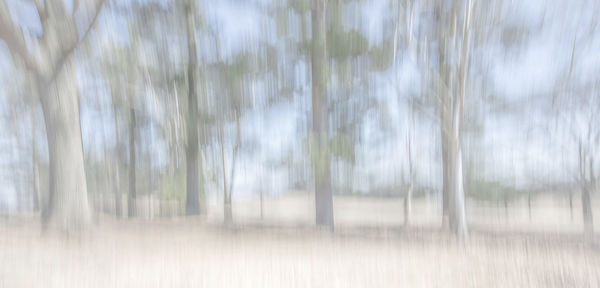 Blurred motion of trees on field
