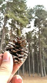 Close-up of hand holding pine cone