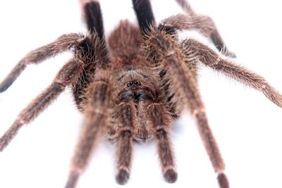 Close-up of spider on white background