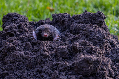 Close-up of an animal sleeping
