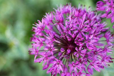 Close-up of purple flowers blooming outdoors