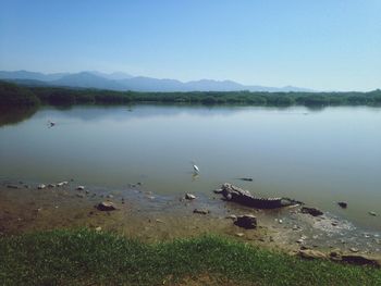 Swans swimming in lake against clear sky