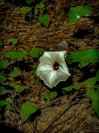 Close-up of hibiscus flower