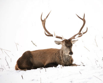 Outdoor wildlife winter portrait of a red deer / elk with large antlers relaxing on a snow field