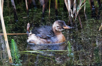 Duck swimming in lake