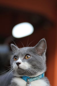 Close-up of cat looking away