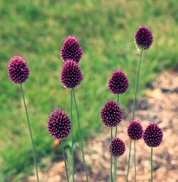 Close-up of pink flowers