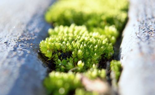 Close-up of moss growing on plant