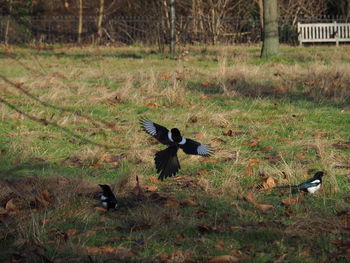 Bird flying over field