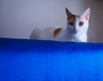 Portrait of cat sitting against blue wall