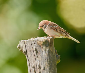 Close-up of bird perching on wood