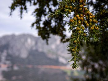 Close-up of pine tree branch