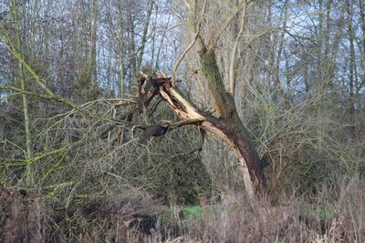 Bare tree in forest