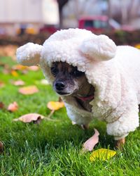 Close-up of dog on grass