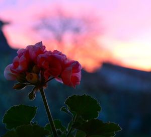 Close-up of pink flowers blooming against sky