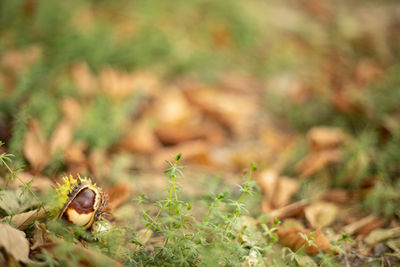 Close-up of chestnut on grass. autumn mood