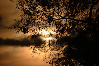 Sun shining through trees