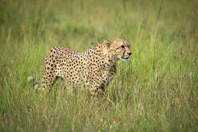 Cheetah stands in tall grass in sunshine