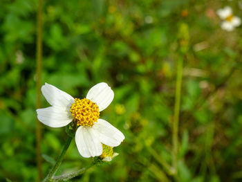 Close-up of white flower