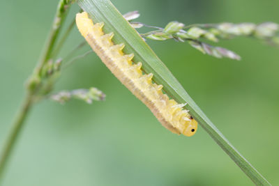 Close-up of insect on leaf